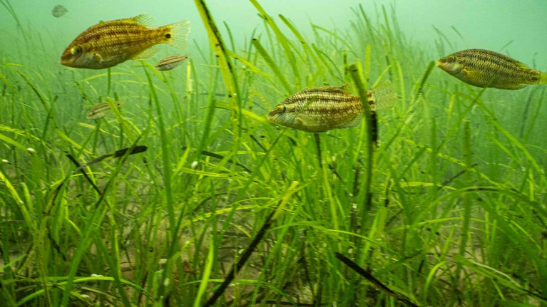 Seagrass with a shoal of fish swimming through.